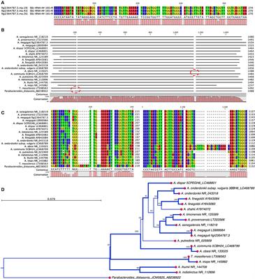 The Genus Alistipes: Gut Bacteria With Emerging Implications to Inflammation, Cancer, and Mental Health